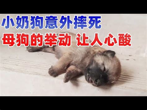 小狗死掉怎麼處理|小狗死掉怎麼處理？寵物善終完整指南與高效處理流程